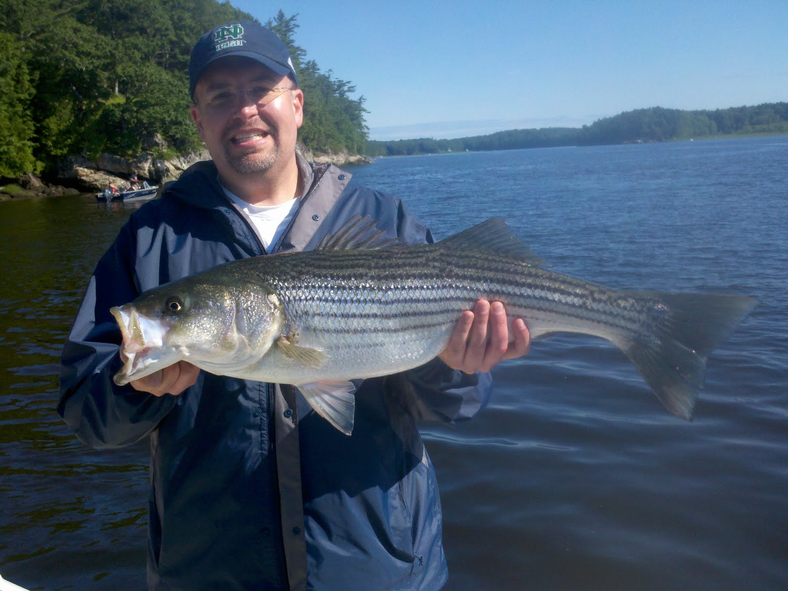 Maine Striper Fishing Charters & Reports Hotline 2076910745 Maine