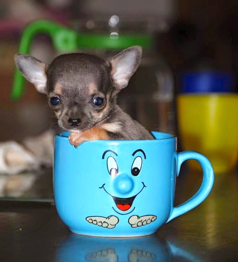 8 Things You Need to Know About the Adorable Teacup