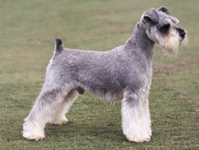 Cães schnauzer Clearance