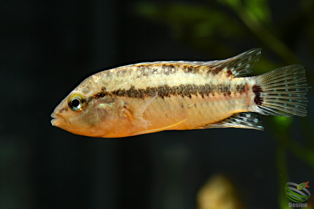 Apistogramma eleutheria