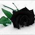 حداد الورد