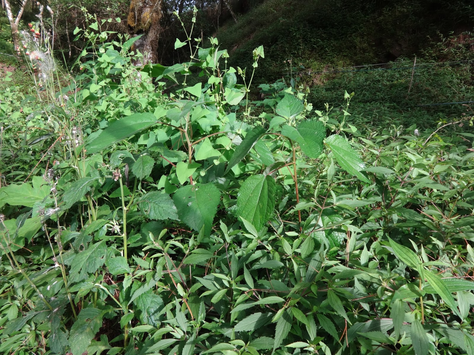 Herbs from Distant Lands: Pipturus spp. - Mamaki Tea, Handalamay, Armwe ...
