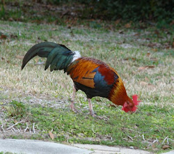 fitzgerald ga architectural tour chicken wild chickens festival