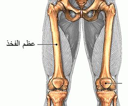 بحث طبى كامل عن الهيكل العظمى للانسان مدعم بالصور للاجزاء العظميه + ملف للتحميل L2