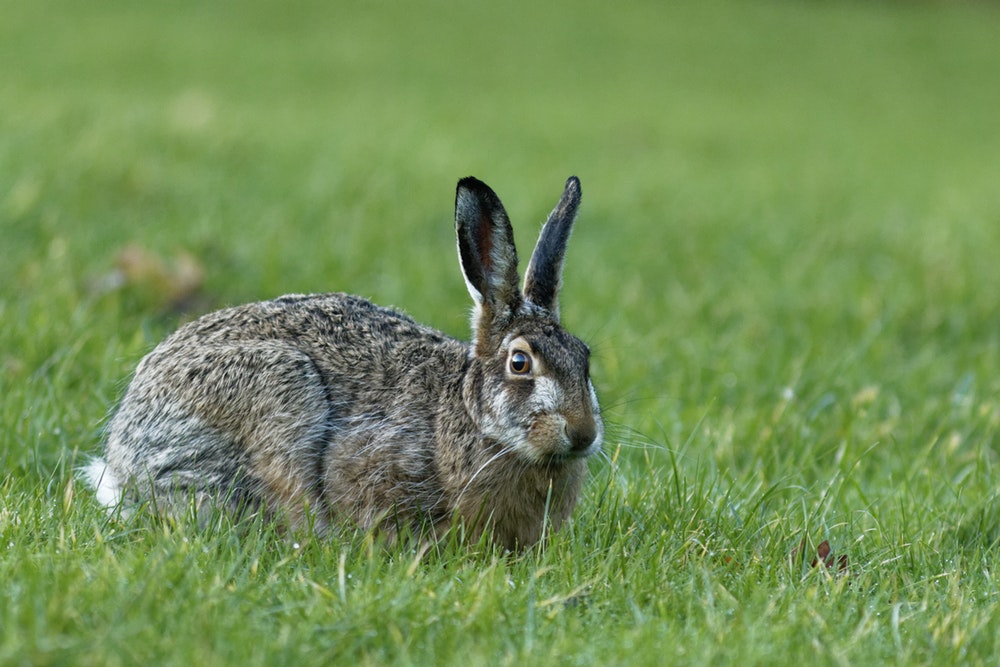 rabbit images