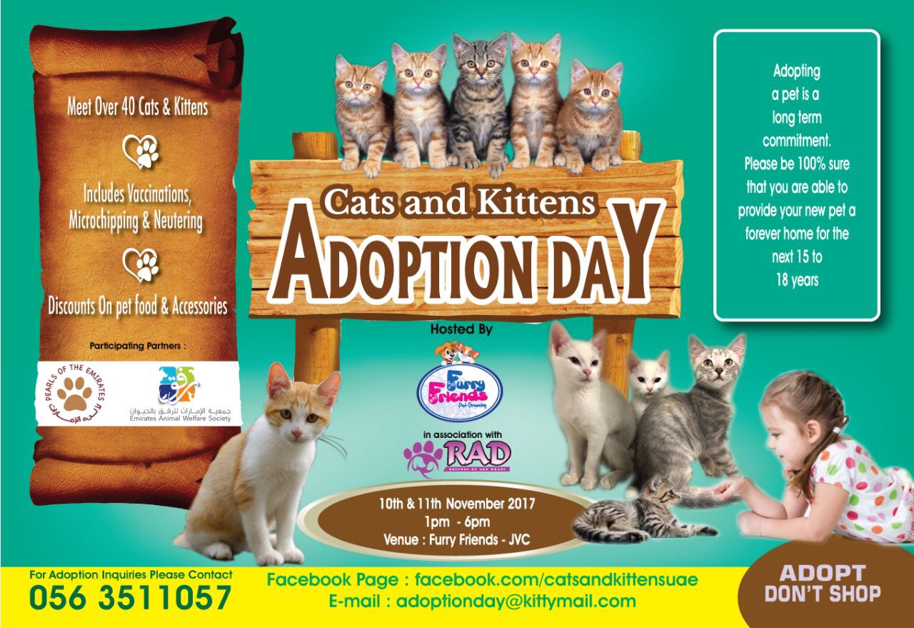 JVC Community Jumeirah Village Circle Dubai Cats and Kittens