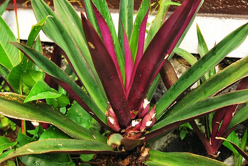Manfaat dan Khasiat Bunga Rhoeo Discolor (Nanas Karang) Manfaat dan Khasiat Bunga Rhoeo Discolor  Manfaat dan Khasiat Bunga Rhoeo Discolor (Nanas Karang)