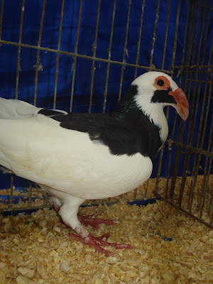 Pigeons for sale: Scandaroon Pigeon