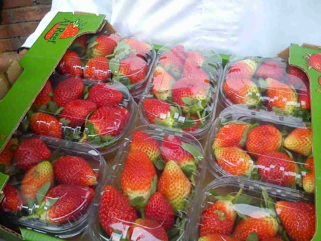 fresh_strawberry_egypt
