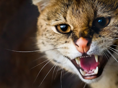 angry cat normal resolution hd wallpaper