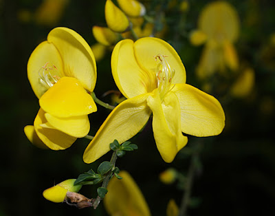 Flores amarillas del escobón o retama negra (Cytisus scoparius)
