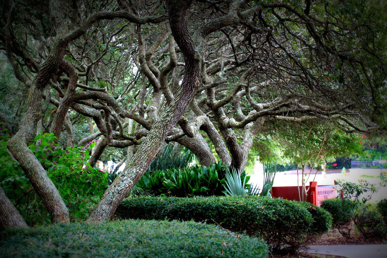 A Tail of Two Cardis The Trees of Myrtle Beach