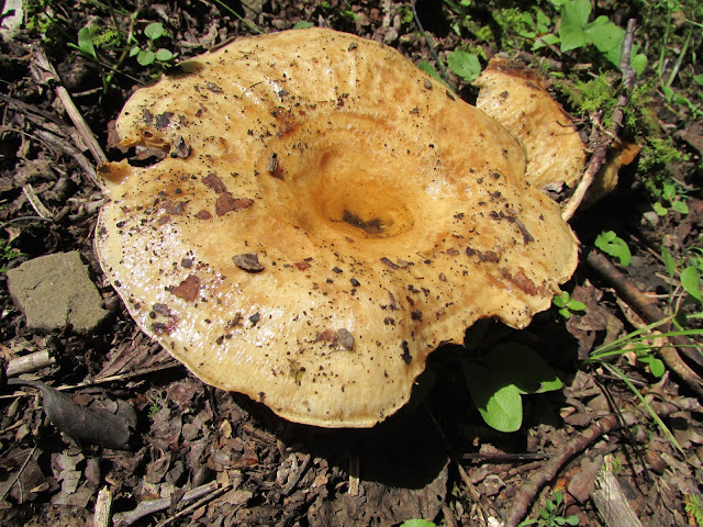 Homespun Sweet: Mushrooms of Pennsylvania