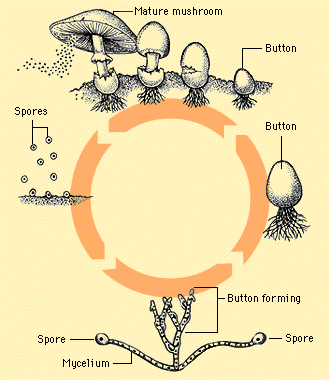 How Do Mushrooms Grow? - Growing Mushrooms