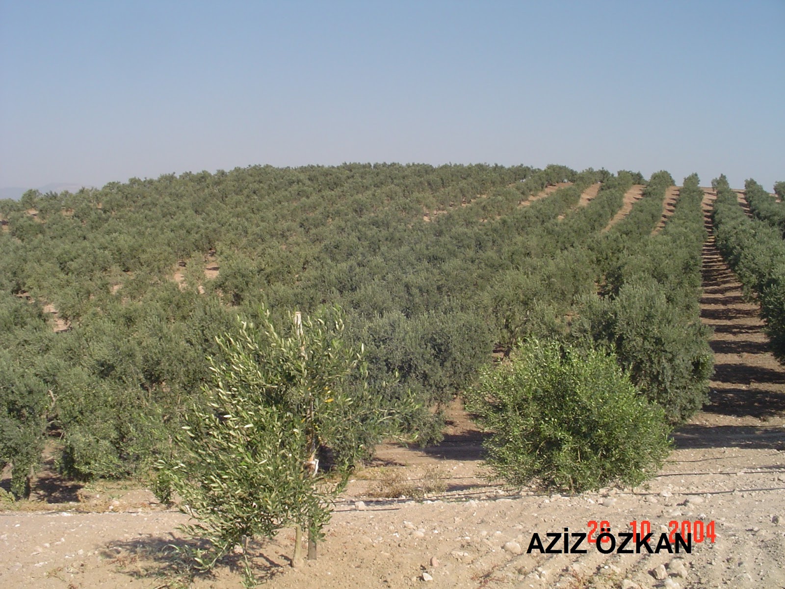 Zeytin Nasıl Toplanır Zeytin Nasıl Toplanır