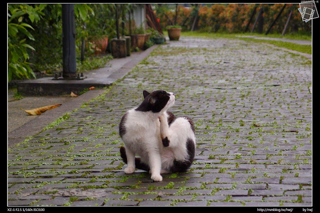 2013-04-12 基隆二日遊(1)侯硐貓村-願景館-下雨天貓都回家睡覺了_哇！難得的貓咪....本來我還很遠拍攝，怕嚇到她....原來這裡的貓根本不怕人！ 