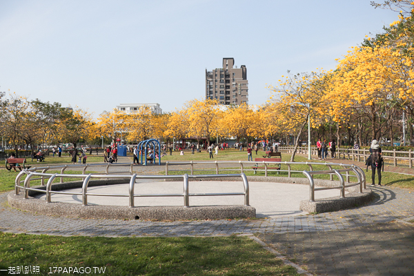 台中北屯廍子公園賞黃花風鈴木,滑板場、綠籬迷宮、巨人腳印公園 台中北屯廍子公園賞黃花風鈴木,滑板場、綠籬迷宮、巨人腳印公園