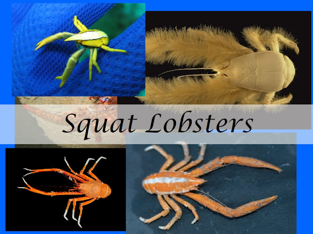 Squat Lobster Facts