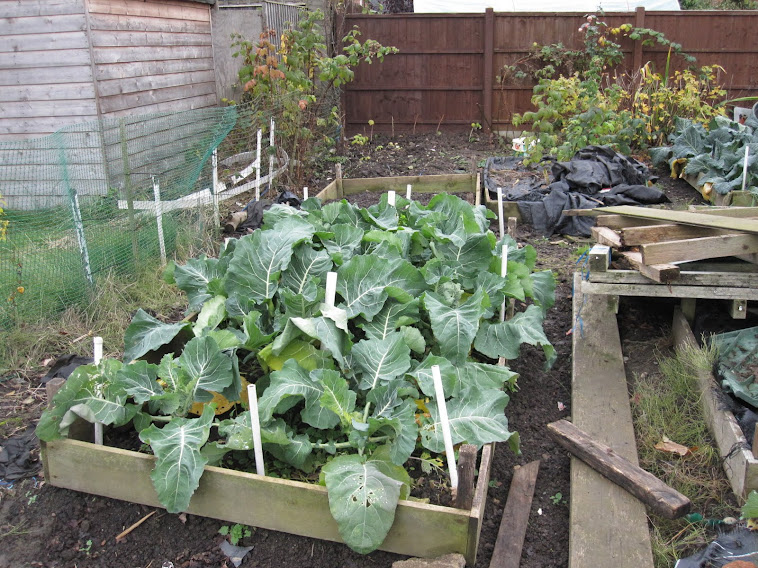 SPRING CAULIFLOWER 2012