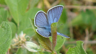 Polyommatus (Cyaniris) semiargus (male) DSC139354