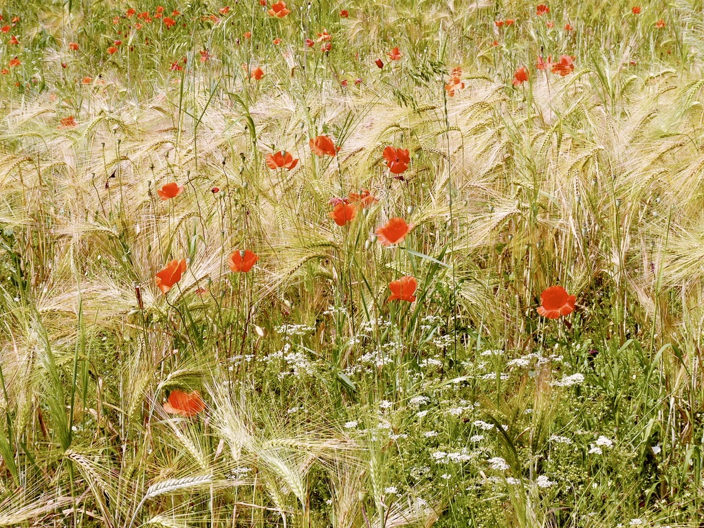 Ginny and Jude's Two Shoes For the love of...fields of flowers