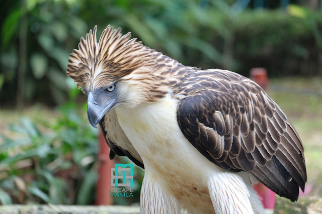 Philippine Eagle Center