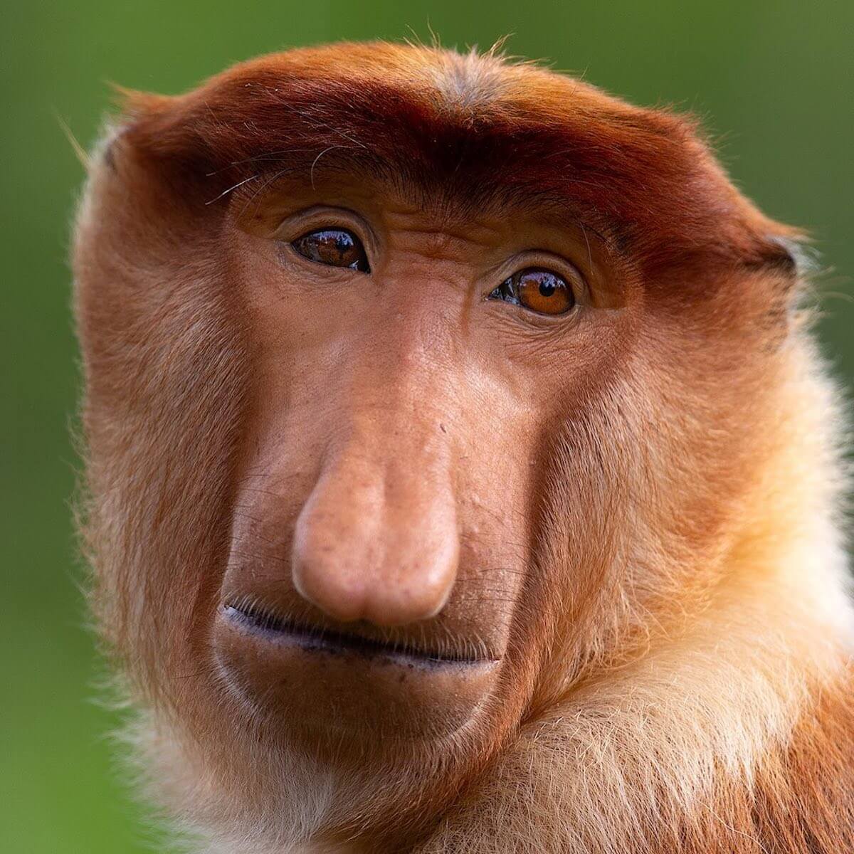 Human-Like Micro-Expressions Of Endangered Animals Across The World (Interview) Human-Like Micro-Expressions Of Endangered Animals Across The World (Interview)