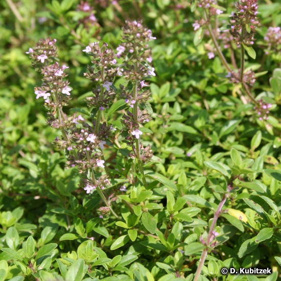 Plants That Can be Used to Treat a Cough Healthy Logica