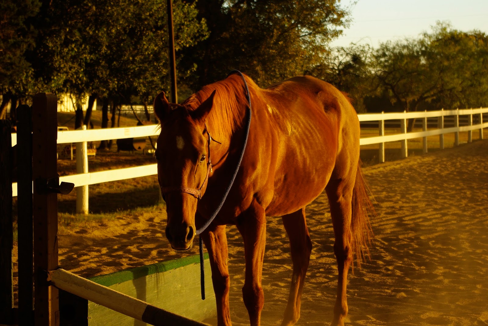 Ashley's Photojournalism Barn Photoshoot 1