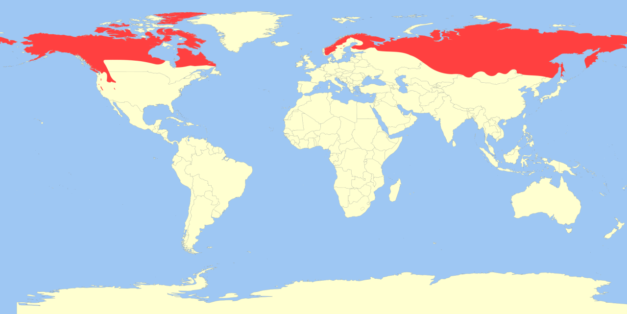 Geographic distribution of the wolverine