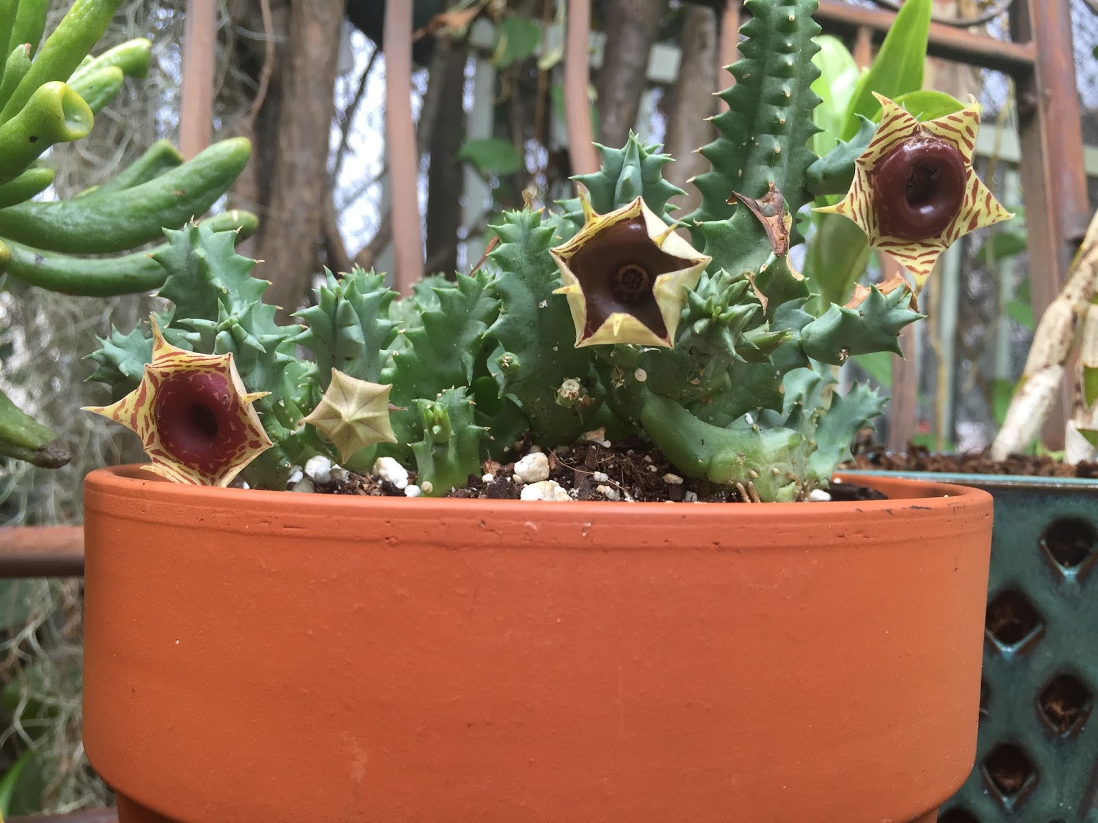 Huernia tanganyikensis Succulent potted Home Garden decoration Plants 
