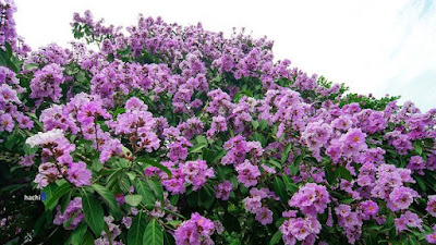 Truyện tình Mây bằng lăng