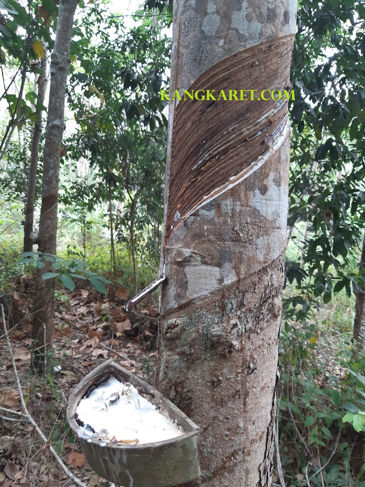 Cara Memperbanyak Hasil Getah Karet Kangkaret