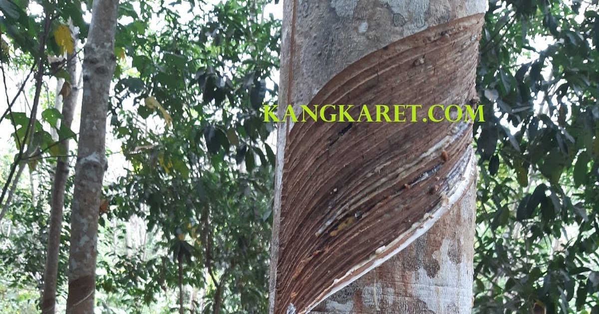 Cara Memperbanyak Hasil Getah Karet Kangkaret