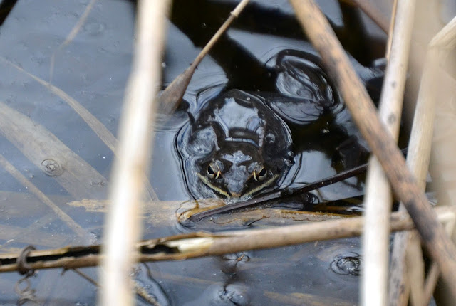 Woods Walks and Wildlife: Wood Frogs!