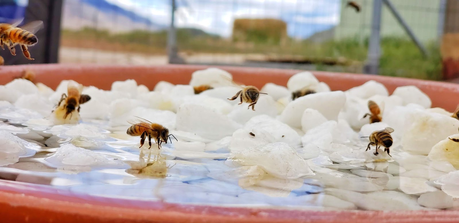 Water for Bees