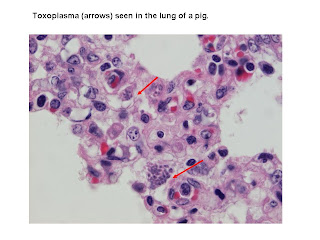 tips mencegah penularan toxoplasma