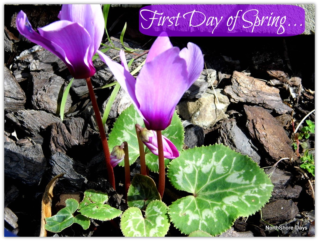 first day of spring 2017 desktop wallpaper first day of spring 2017 desktop wallpaper