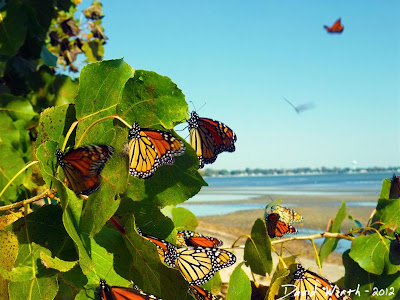 Migrating Monarch Butterflies, Michigan, Lake Erie Migrating Monarch Butterflies, Michigan, Lake Erie