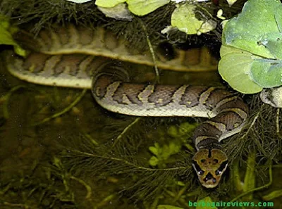 Habitat ular - berbagaireviews.com