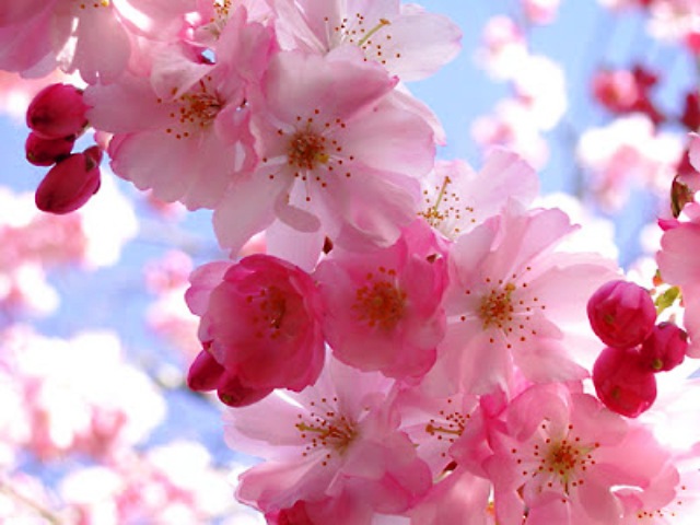 Beautiful Flowers Pics Beautiful Flowers Pics