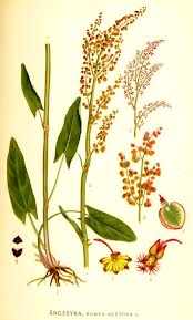 Acedera plantas aromaticas y medicinales del bosque mediterraneo