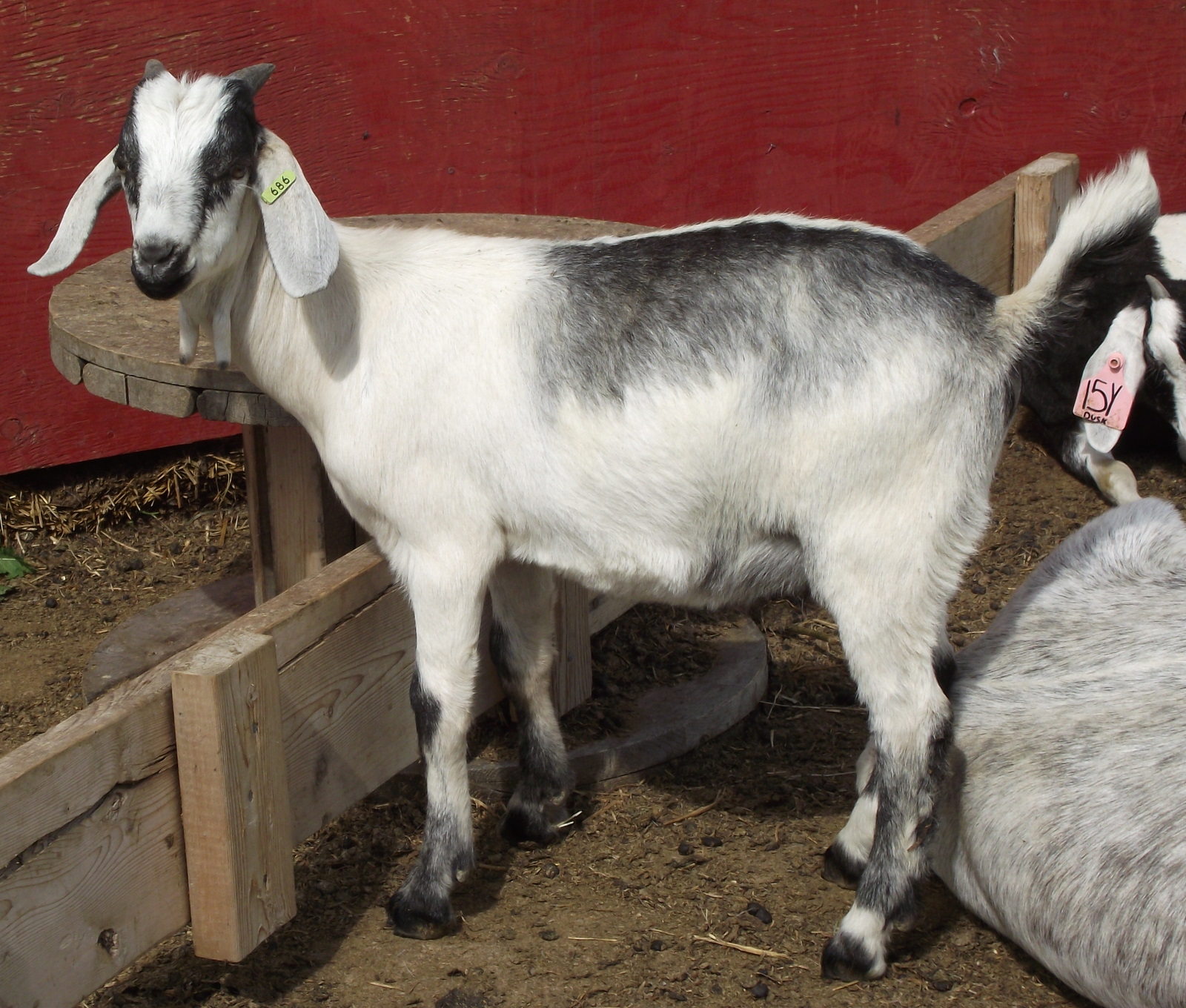 Flat Lake Goats Goats For Sale (Northern Alberta)