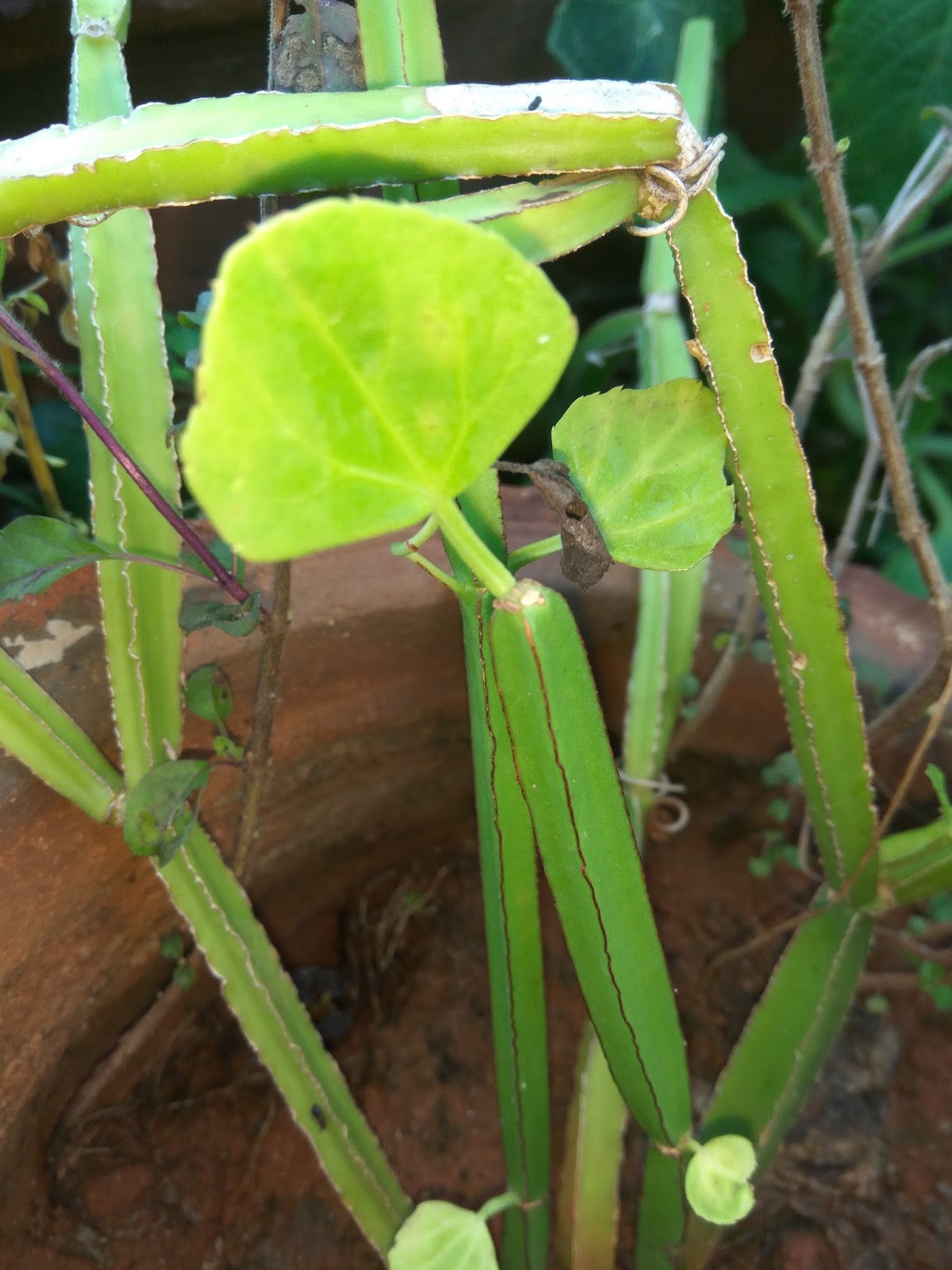 Suloshomegarden PIRANDAI/CISSUS QUADRANGULARIS A MUST Suloshomegarden PIRANDAI/CISSUS QUADRANGULARIS A MUST