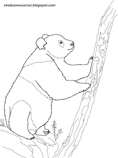 Sketsa Mewarnai Gambar Hewan Panda - Sketsa Mewarnai