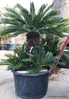 Cycas revoluta Plantas palmáceas en nuestro vivero de Barcelona