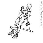 Alternate Incline Dumbbell Curl Alternate Incline Dumbbell Curl