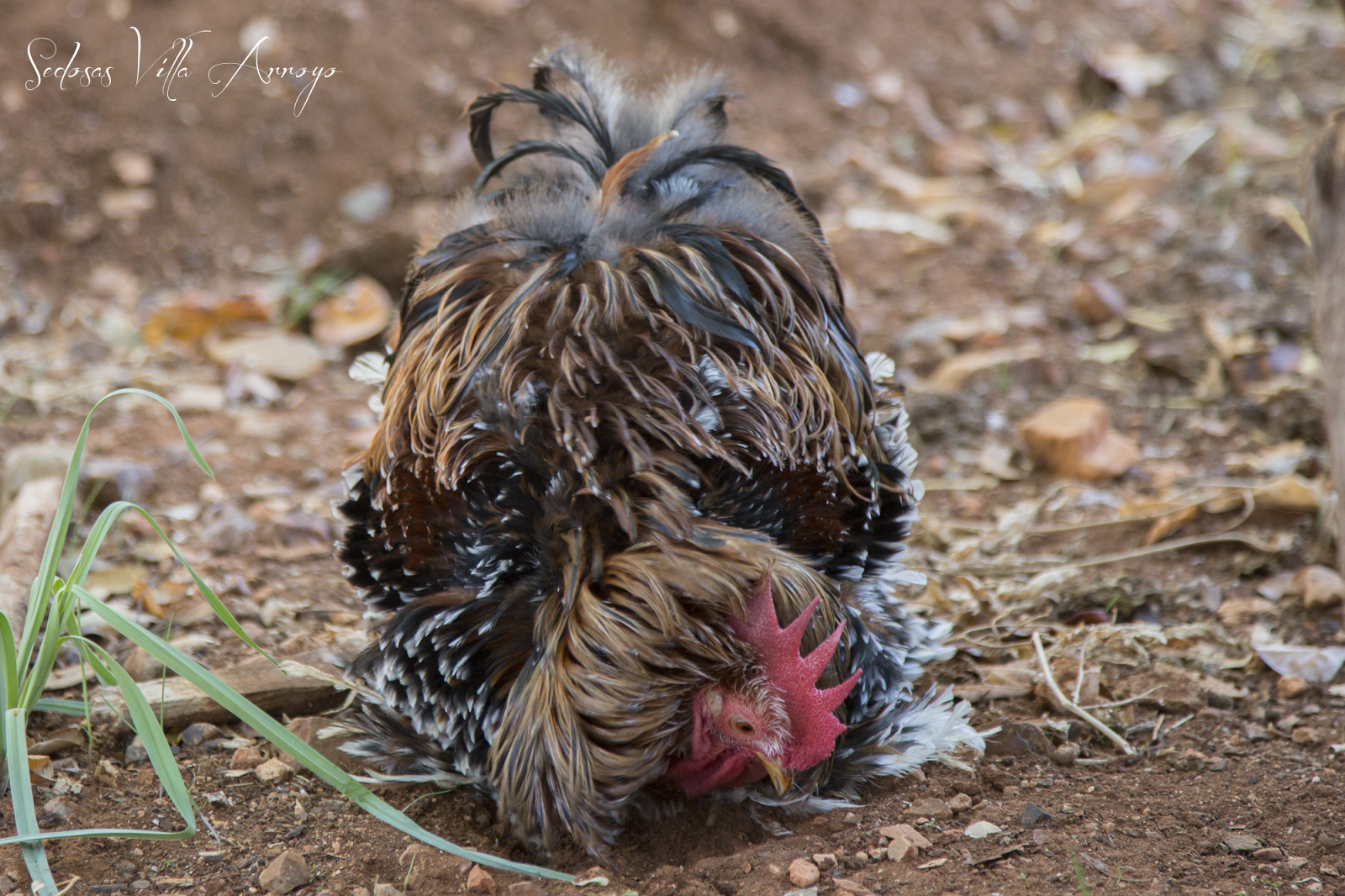 Sedosas Villa Arroyo: Pekin Mil Flores Porcelana