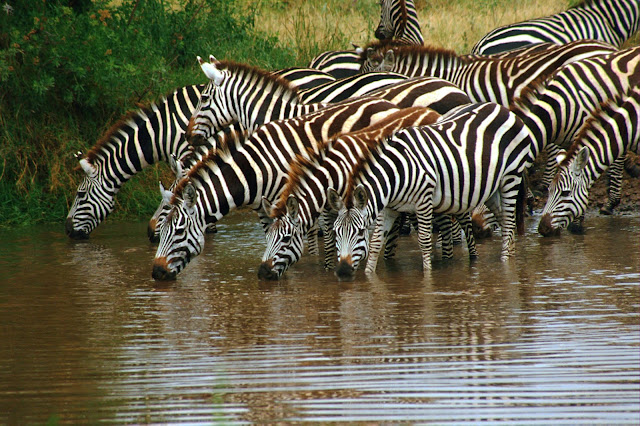 Sharing Planet With Animals: Why zebra is having white strips on his boby?