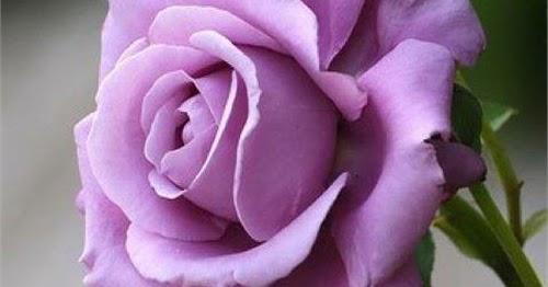 Photography Nature 11 Most Beautiful Roses Photography